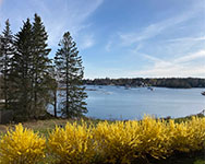 Forsythia in May with benches overlooking the water